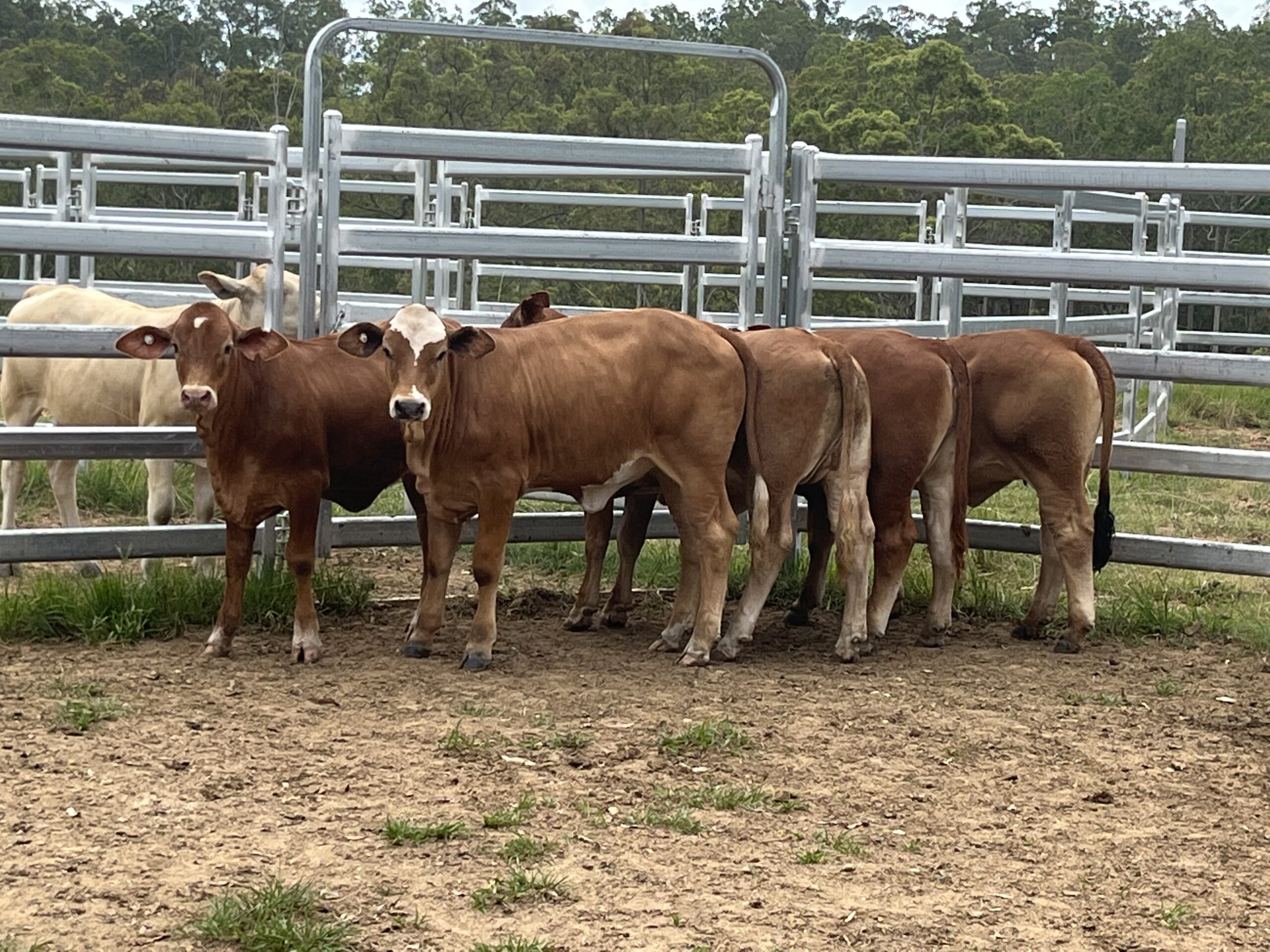 Sale 'o' Sale 'o' females on offer this saturday 26th march