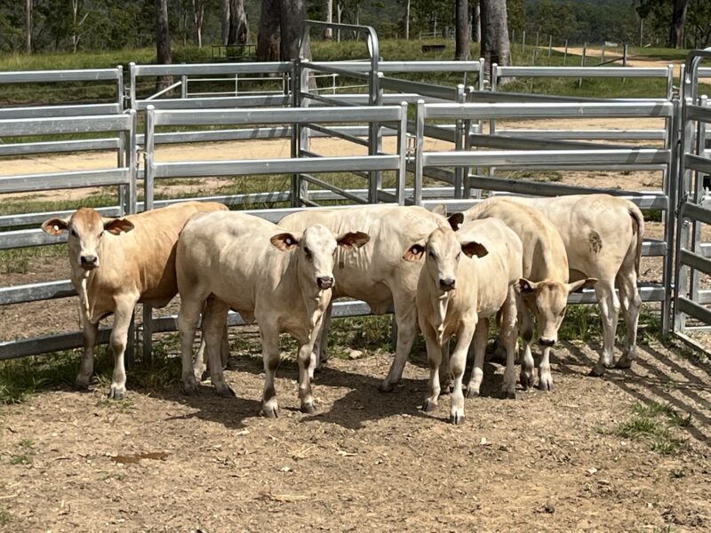 Charbray Heifers