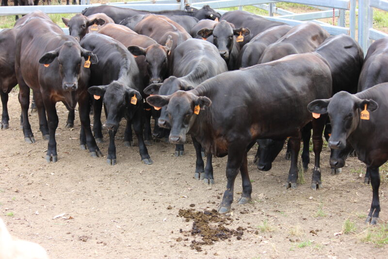 20 F1 Barngus Heifers