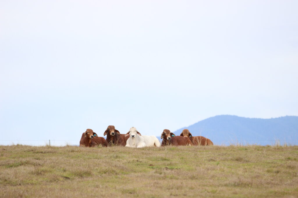 Sale preparations well underway @ bizzy brahmans
