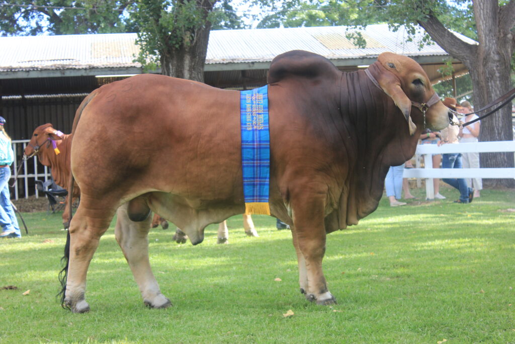 GLEN INNES SHOW 2023