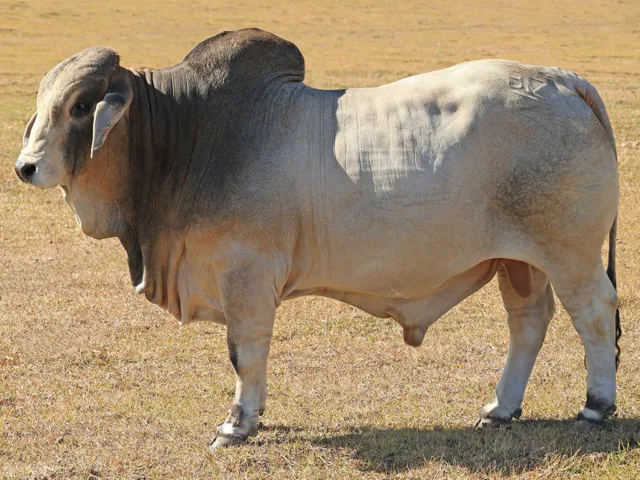 14 Herd Bull: BIZZY R37 