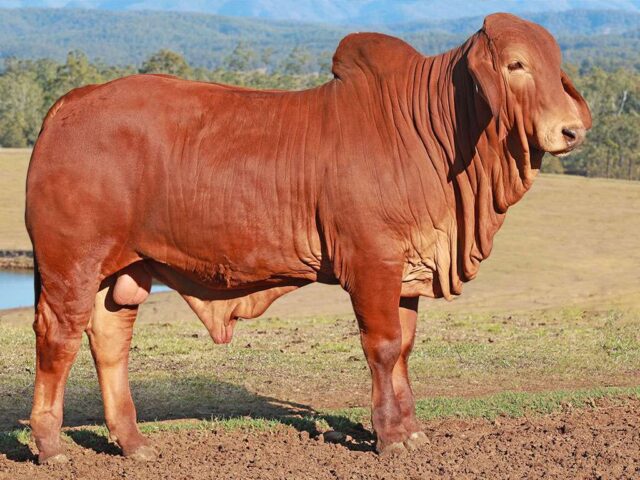 26 BIZZY F SINGH S40 (H) 