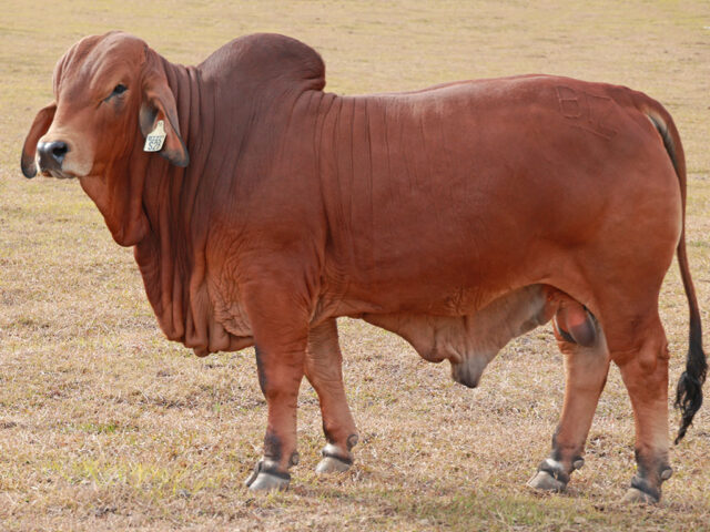 30 BIZZY F S28 (IVF) (PS) 30