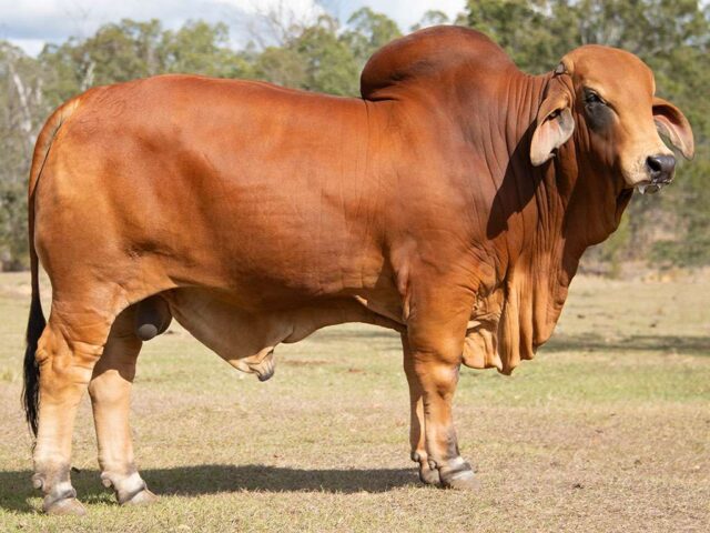 807 BIZZY F STATESMAN S3