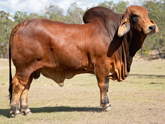 808 BIZZY F STANDOUT S15 (IVF) (PS) 