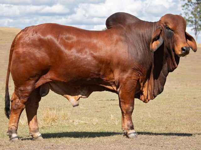 809 BIZZY F SIGNATURE S4 (IVF) (PS) 