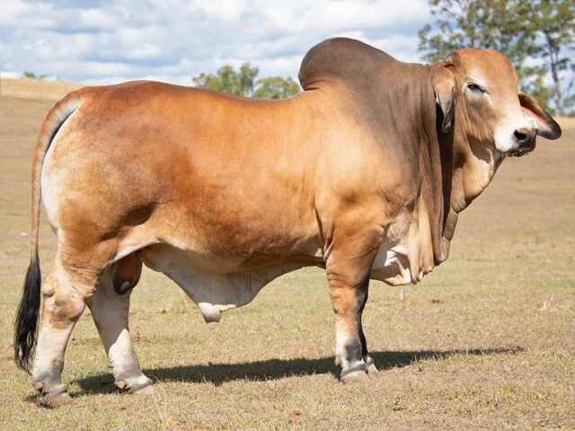 810 BIZZY STANTON S46 (AI) (PS) 