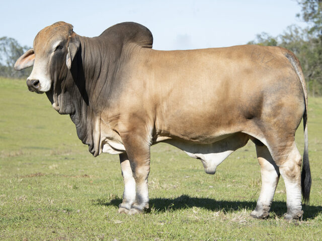 2 BIZZY ULRICH U64 (IVF) (H)