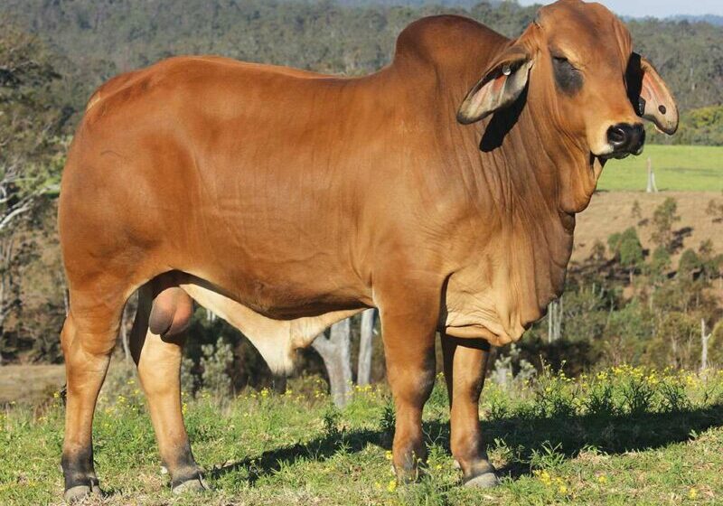 10-BIZZY-QANTAS-Q33-PS-BIZQ33M