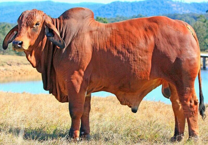 11-BIZZY-QUARTERBACK-Q15-PS-BIZQ15M