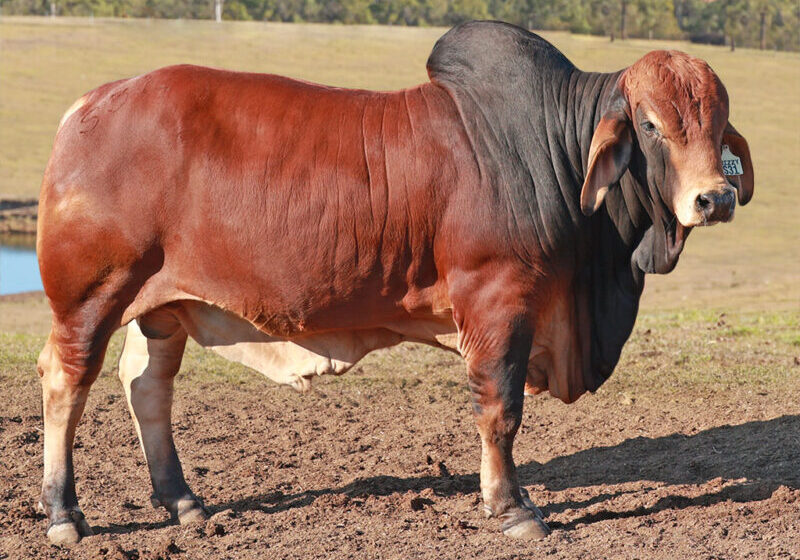 12 BIZZY F SAXBY S31 (IVF) (PP) FAHS31M