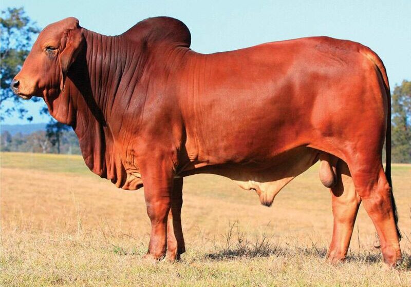 14-BIZZY-PORTERHOUSE-P61-BIZP61M