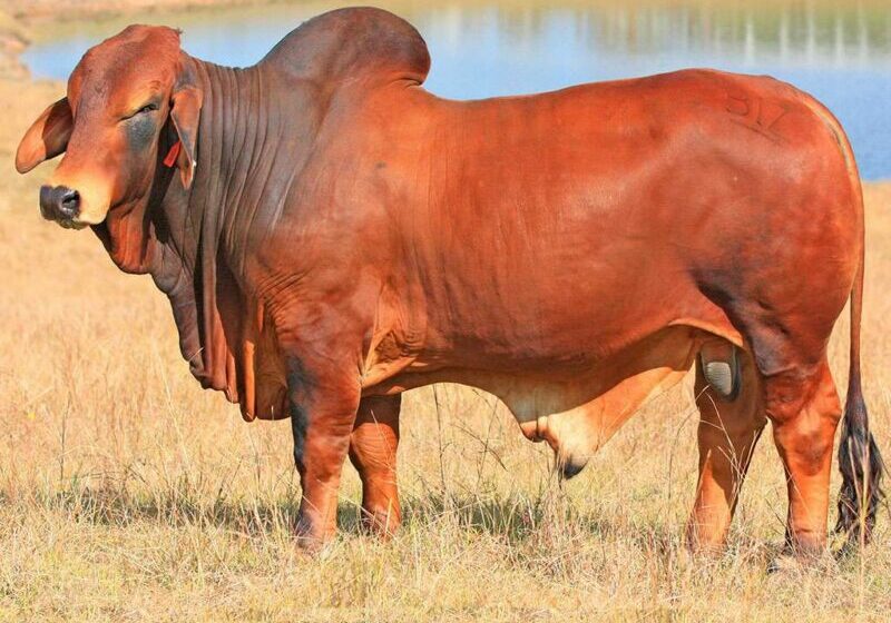 15-BIZZY-PITTSBURGH-P69-BIZP69M