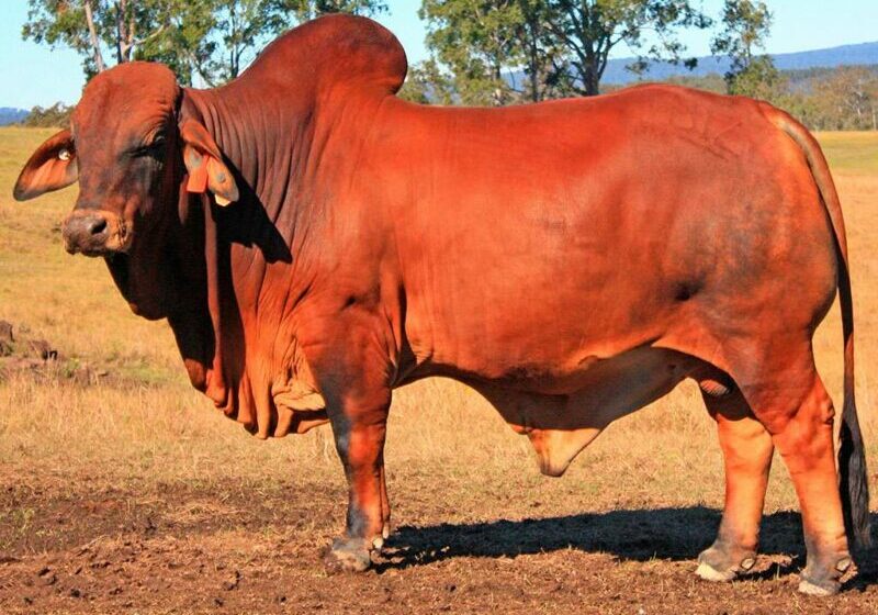 16 BIZZY PADDY P42 BIZP42M