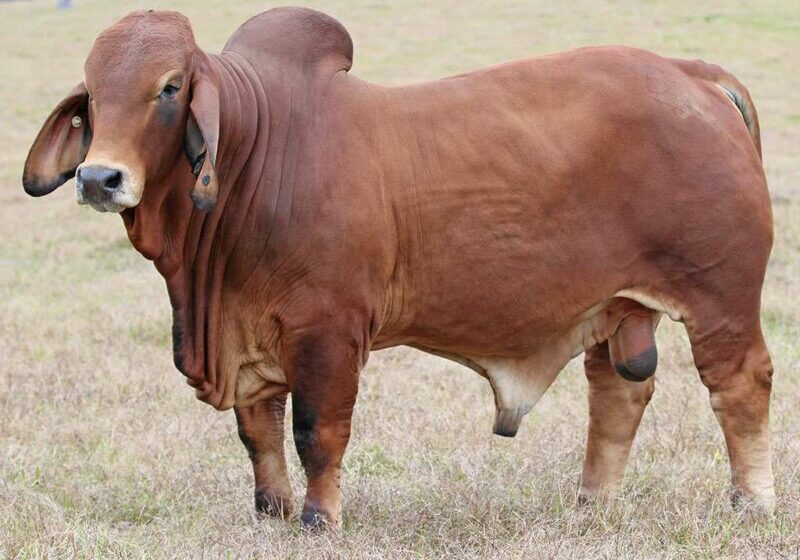 Bizzy Quiring is a ET son of NCC Skoda. A bull with plenty of punch and volume. He stands on tremendous bone with a great set of testicles. Parent verified.