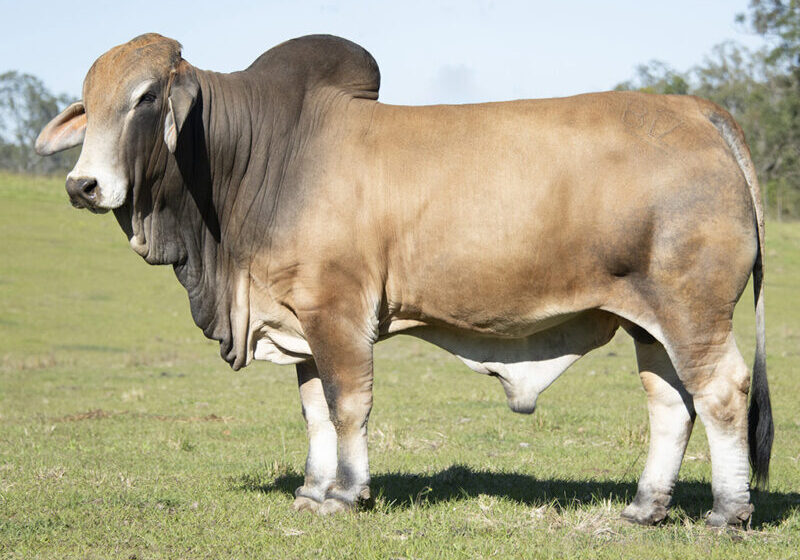 2 Herd Bull BIZZY ULRICH U64 (IVF) (H) BIZU64M