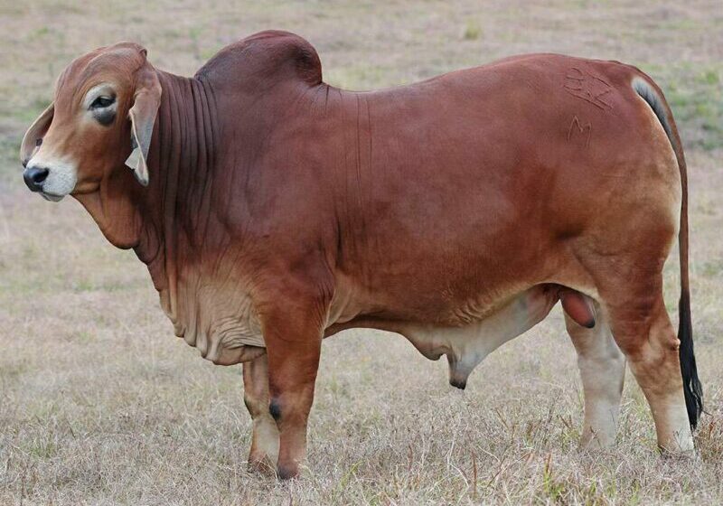 22-BIZZY-M-PRINCE-78-(H)-BZM78M