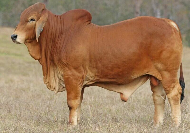 20-BIZZY-F-R35-(H)-FAHR35M_1