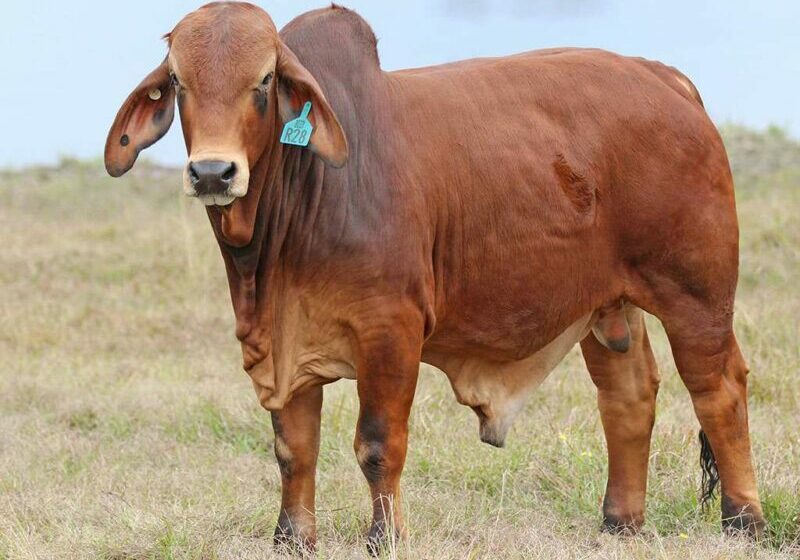 25-BIZZY-R28-(H)-BIZR28M