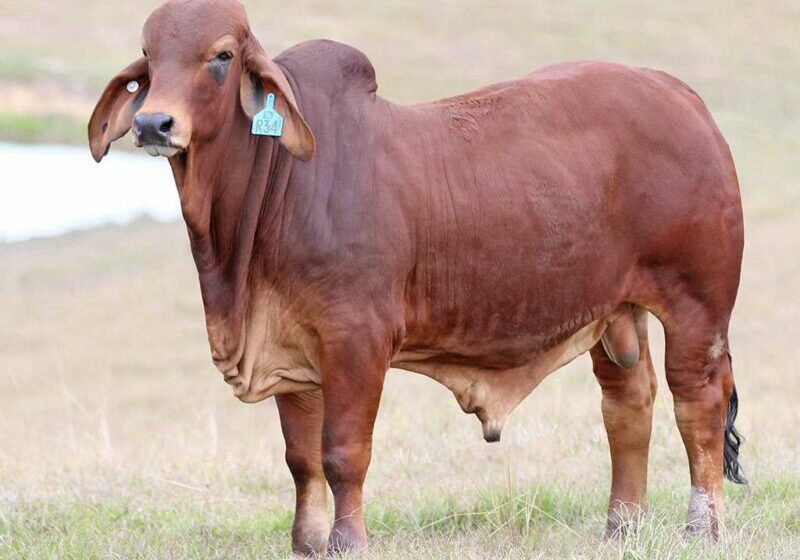 26-BIZZY-R34-(H)-BIZR34M