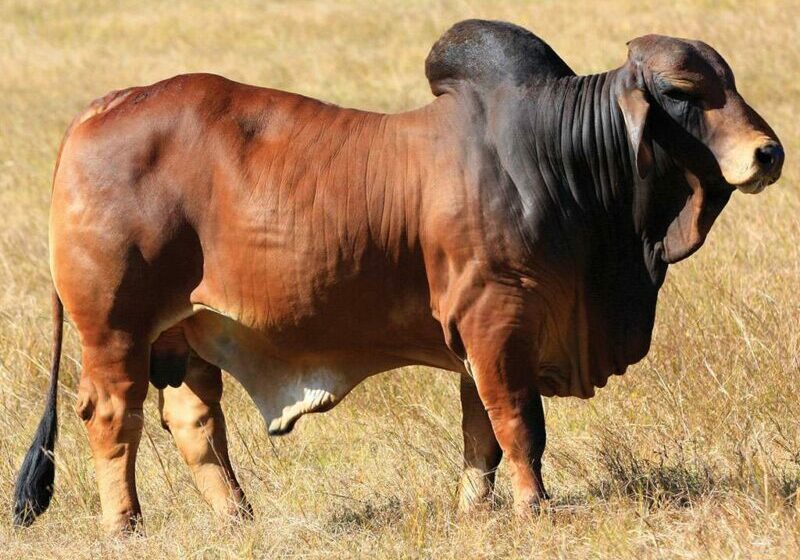 27-BIZZY-PHILADELPHIA-P67-BIZP67M