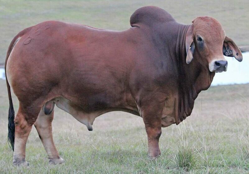 3-BIZZY-QUINTIN-Q53-(ET)-(H)-BIZQ53M