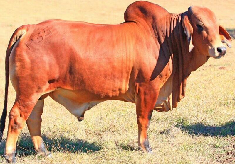 32-BIZZY-PASCOE-P35-BIZP35M