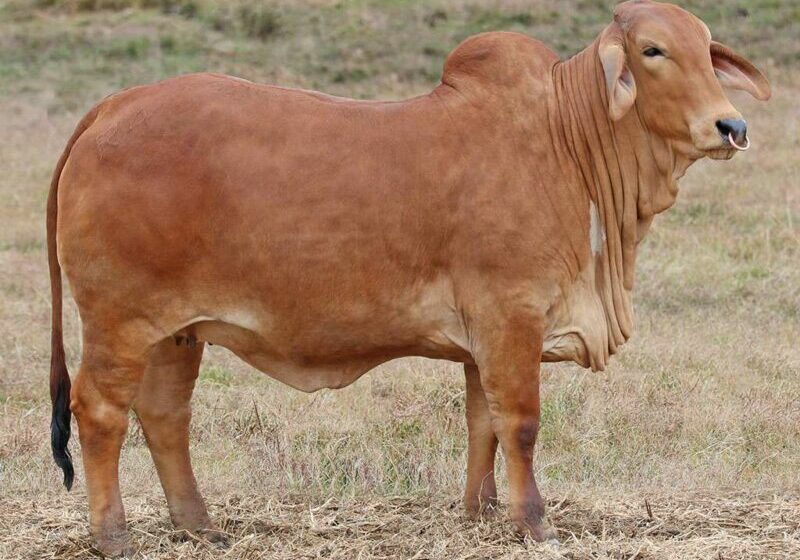 35-BIZZY-F-RAINN-R4-(H)-FAHR4F_3