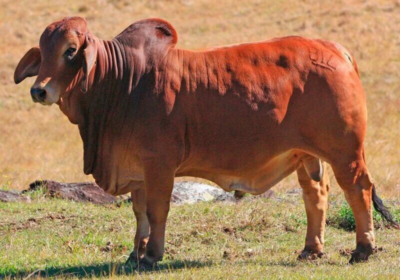 35-BIZZY-Q34-BIZQ34M