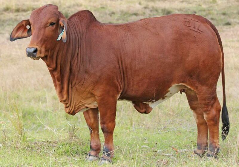 36-BIZZY-R18-(H)-BIZR18F