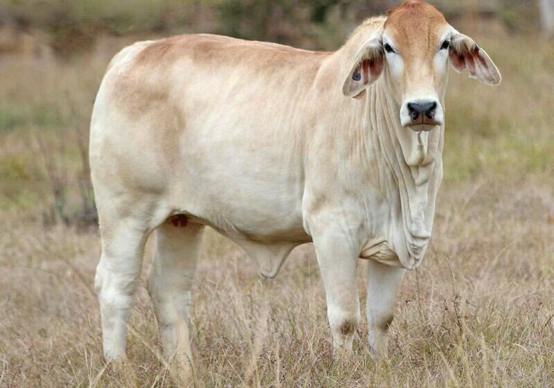 37-BIZZY-F-R17-(H)-(B)-FAHR17F_1