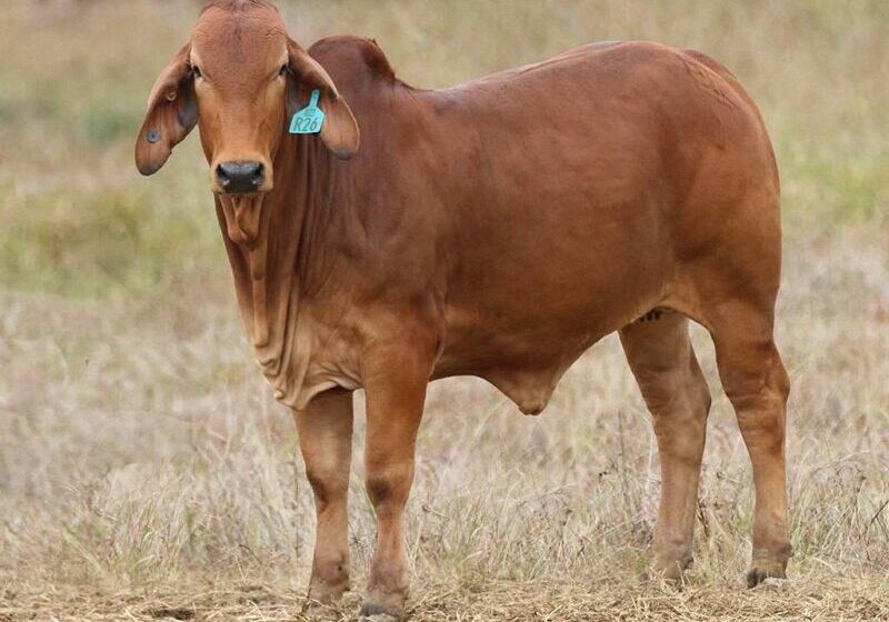 38-BIZZY-R26-(H)-BIZR26F