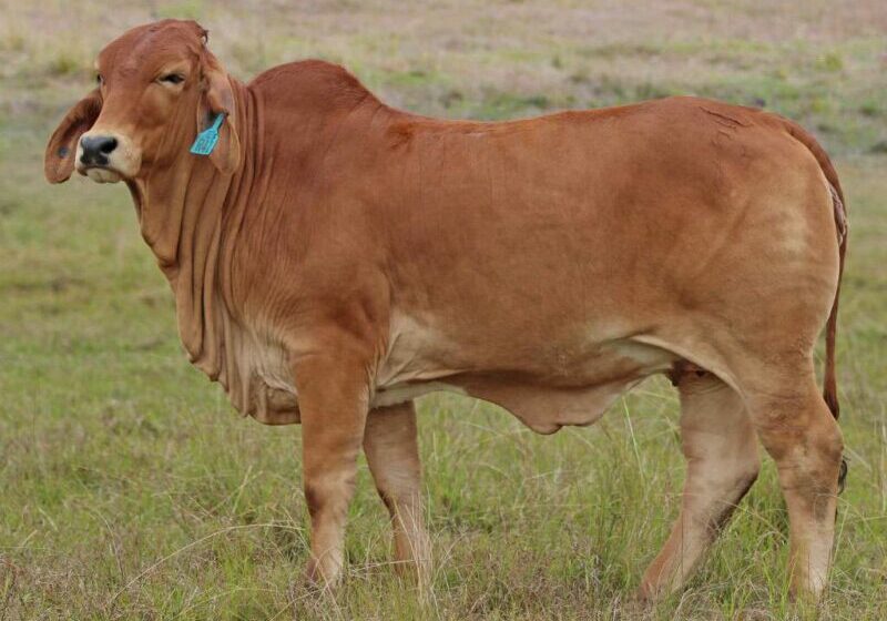 39-BIZZY-F-R41-(H)-FAHR41F