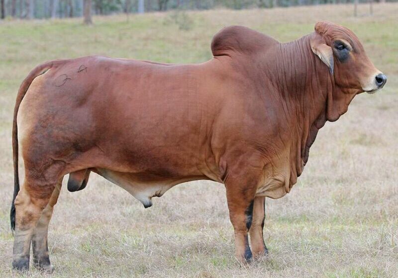 4-BIZZY-Q4-(H)-BIZQ4M