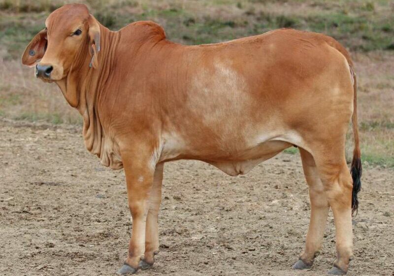 40-BIZZY-F-R42-(H)-FAHR42F