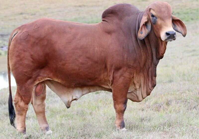 5-BIZZY-F-QUADE-Q4-(PP)-FAHQ4M_1