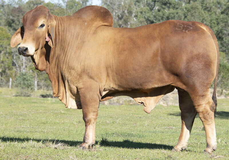 5 BIZZY F ULYSSES U35 (H) FAHU35M