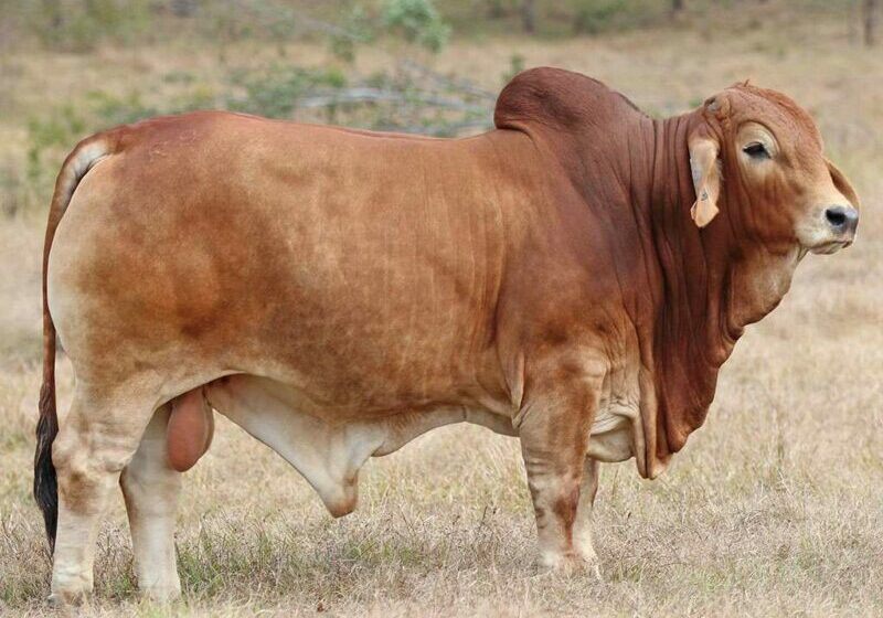 6-BIZZY-R9-(AI)-(PS)-BIZR9M