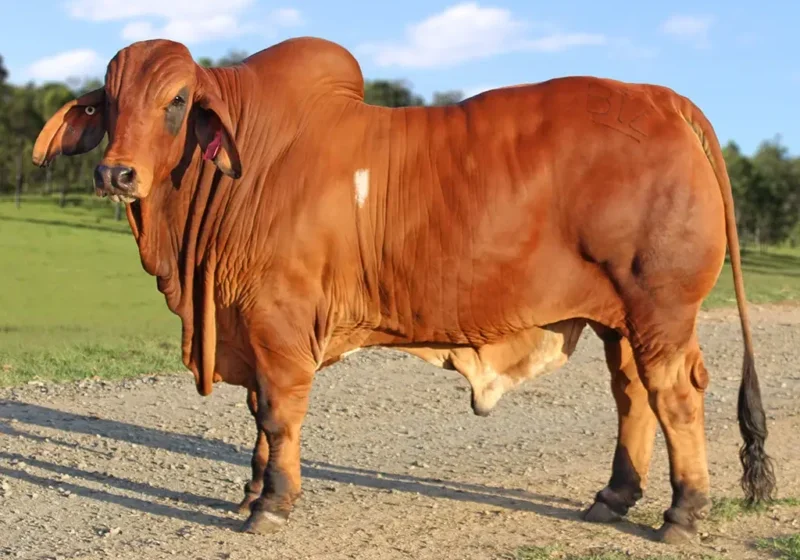 606 BIZZY F UTAH U51 (IVF) (H) FAHU51M