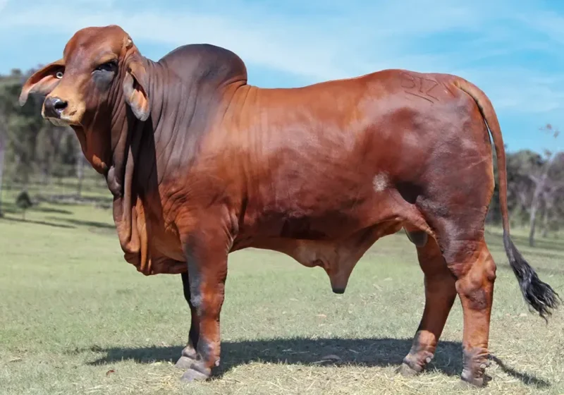 608 BIZZY F URBAN U50 (PS) FAHU50M