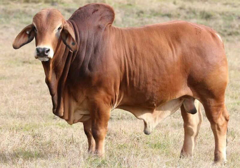 7-BIZZY-F-REX-R2-(H)-FAHR2M