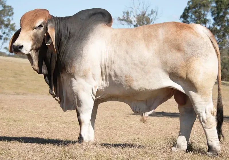 742 - BIZZY SANDON S48 (H)