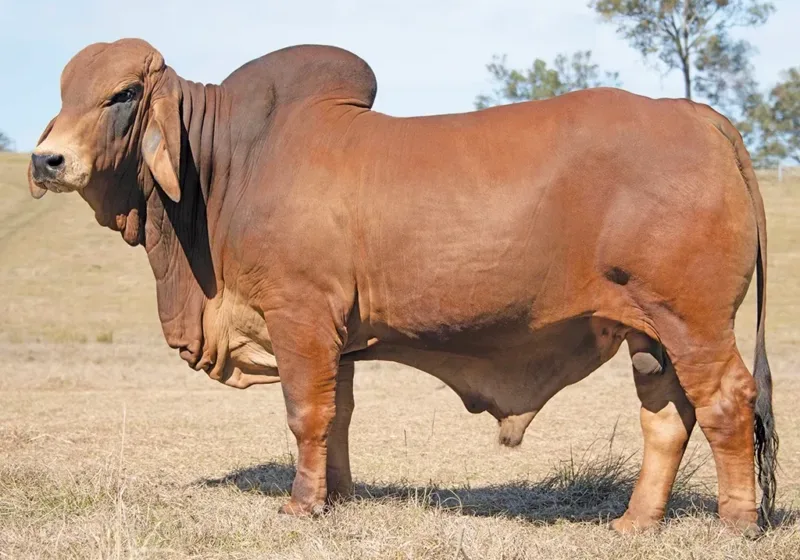 743 - BIZZY F SIDNEY S51 (PS)