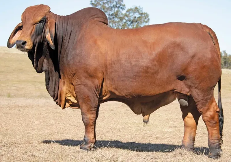 744 - BIZZY F TURBO T47 (H)