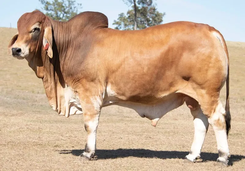 746 - BIZZY F TANNER T41 (PP)