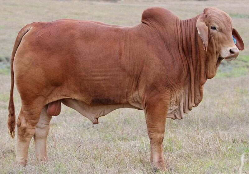 8-BIZZY-F-R11-(H)-FAHR11M1_2