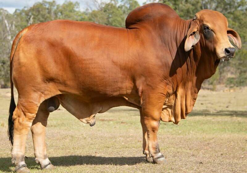 807-BIZZY-F-STATESMAN-S3-(IVF)-(PS)-FAHS3M