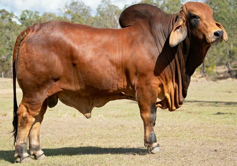 808-BIZZY-F-STANDOUT-S15-(IVF)-(PS)-FAHS15M