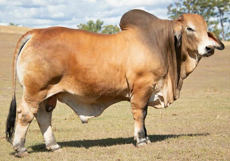 810-BIZZY-STANTON-S46-(AI)-(PS)-BIZS46M